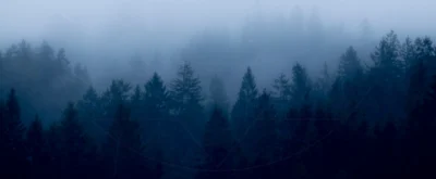 Header Bild - Wald bei Nacht