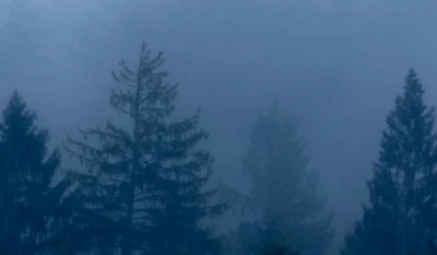 Hintergrund Nebelwald