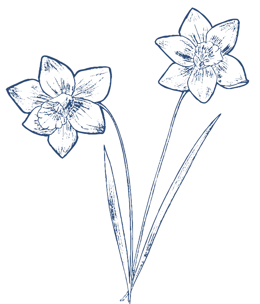 daffodil-Blume